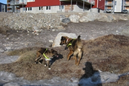 Djanco ude i naturen