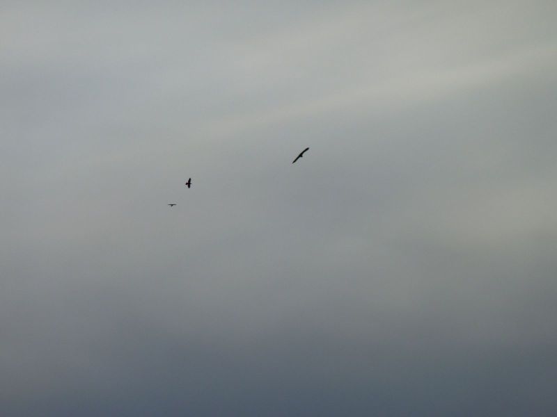 2010-03-08-1714_Ørn_2