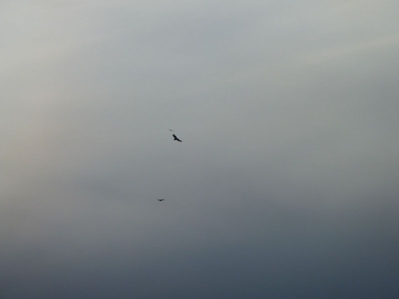 2010-03-08-1714_Gåtur_Ørn