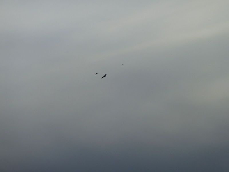 2010-03-08-1714_Gåtur_Ørn_3