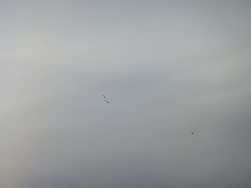 2010-03-08-1714_Gåtur_Ørn_4