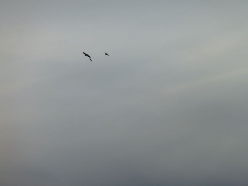 2010-03-08-1714_Gåtur_Ørn_5