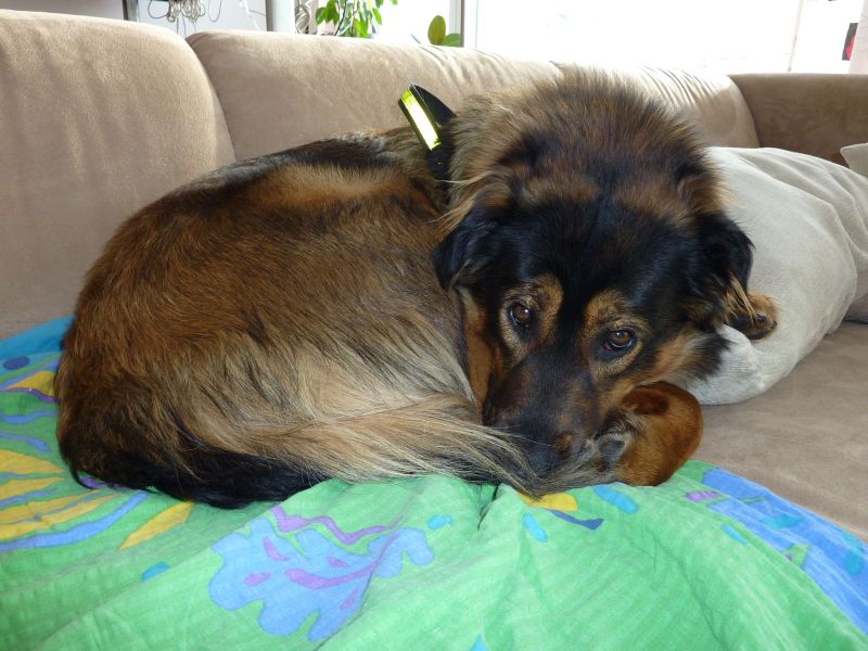Djanco i sofa