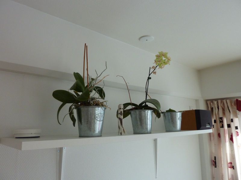 2010-03-08-1413_-_Orkide