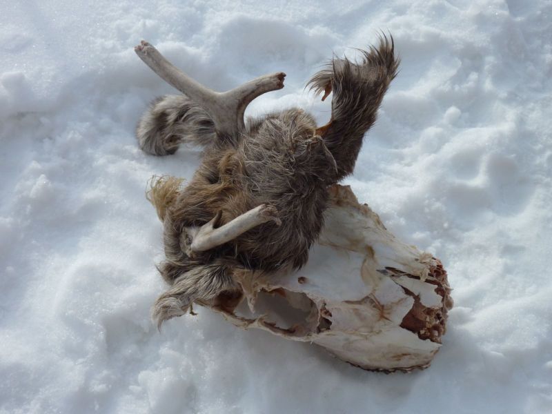 2010-03-08-1414_-_Rensdyrhoved