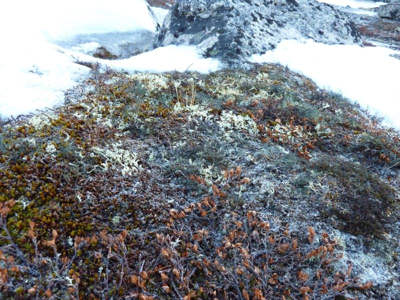 Vegetation i fjeldet