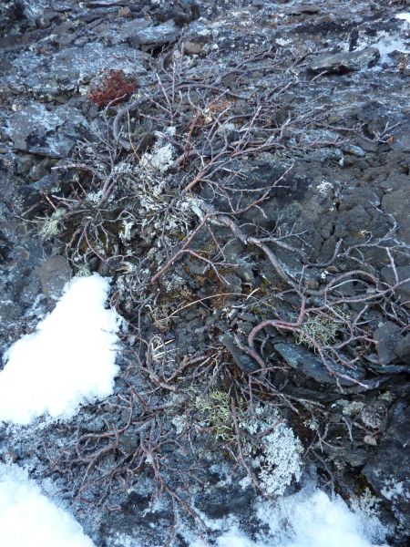 Vegetation i fjeldet