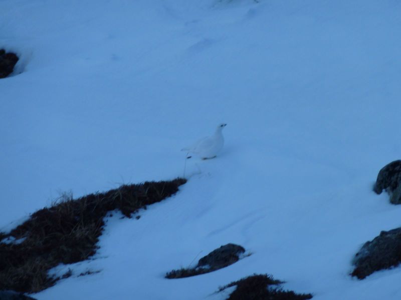 2010-03-10-1116_Gåtur_Ryper