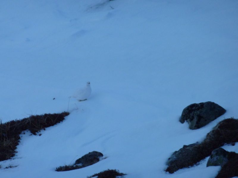 2010-03-10-1116_Gåtur_Ryper_2