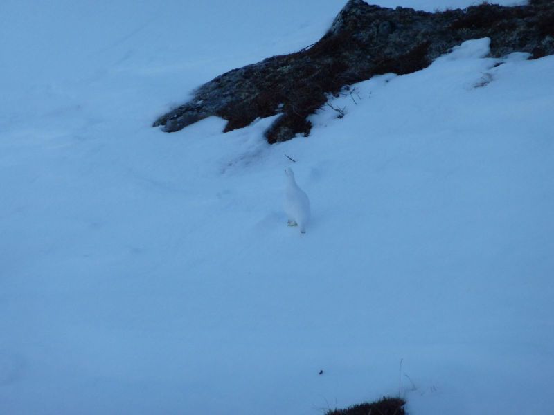 2010-03-10-1116_Gåtur_Ryper_3