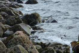 2010-03-11-1141_-_Ryler