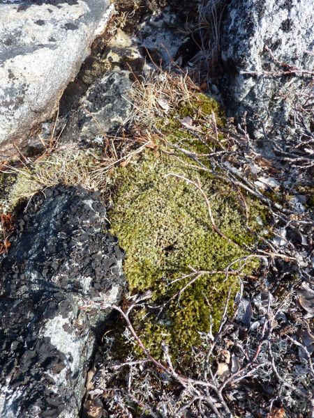 Vegetation i fjeldet