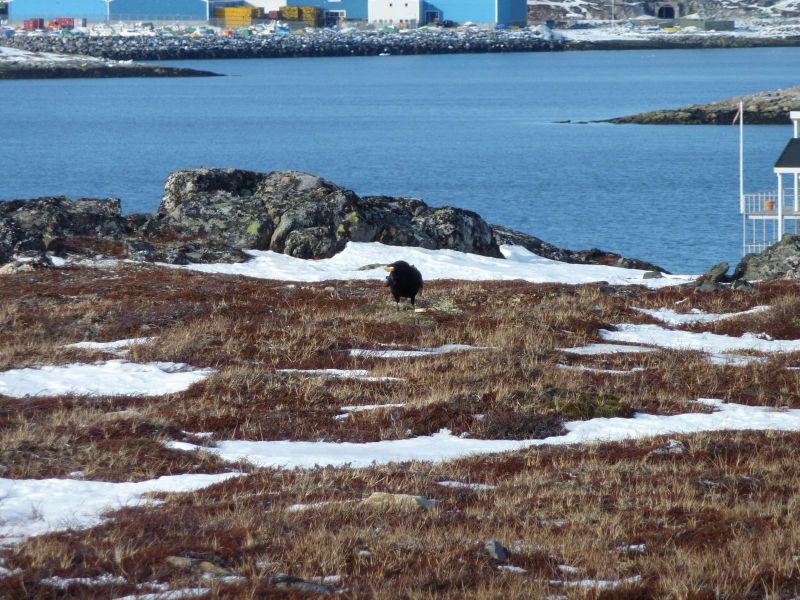 2010-03-12-1143_Gåtur_Ravn