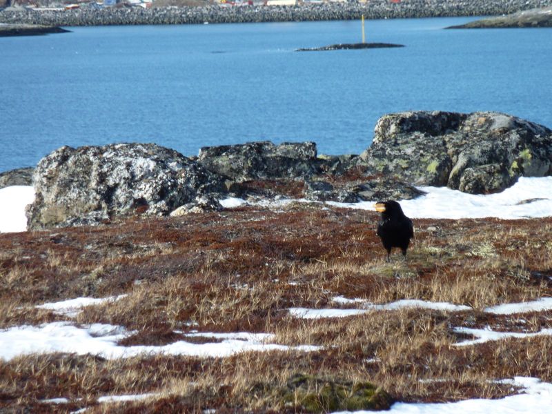 2010-03-12-1143_Gåtur_Ravn_2