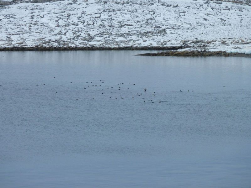 2010-03-16-1008_-_Fugle