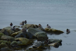 2010-03-16-1007_-_Ænder