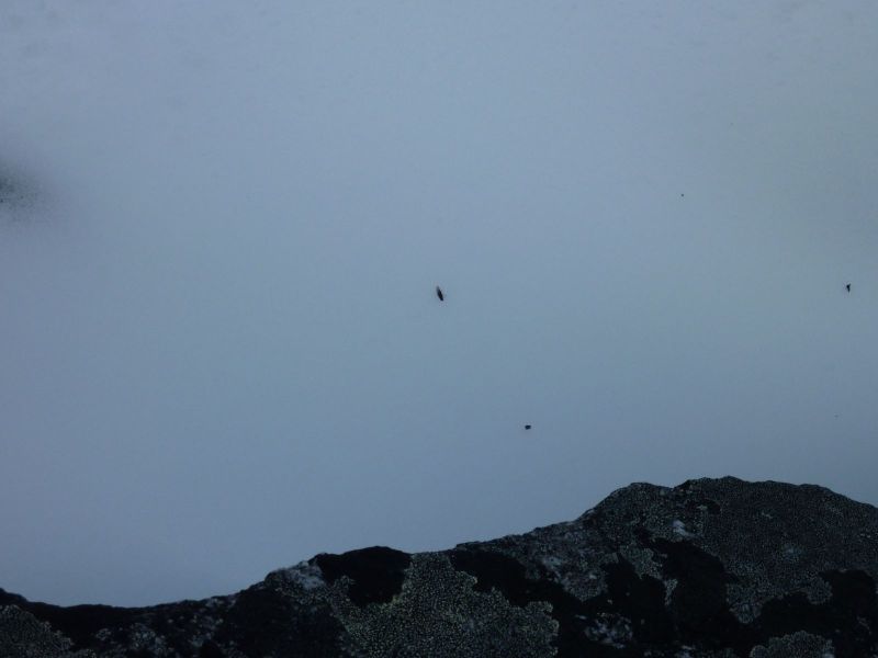 2010-03-18-1144_Gåtur_Flue