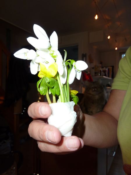 2010-03-18-1732_-_Potteplante