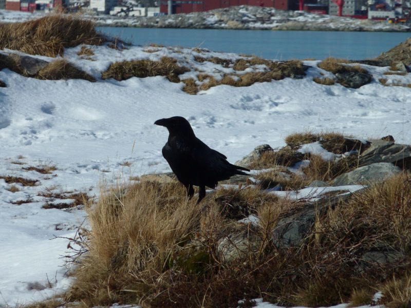 Ravn
