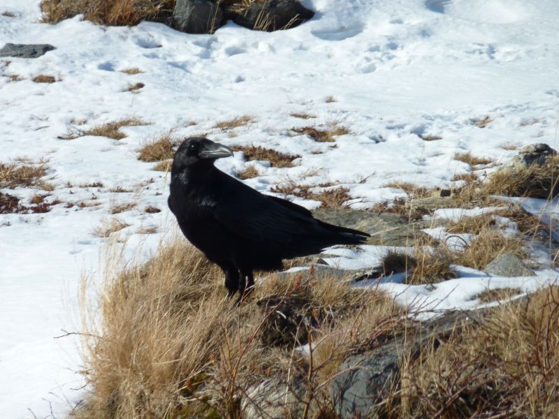 Ravn