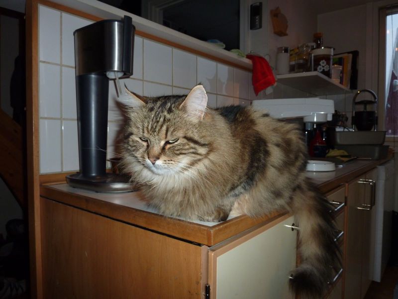 2010-03-24-1814_-_Kat; Muku_2