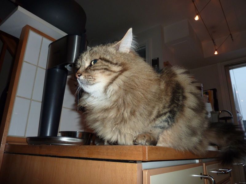 2010-03-24-1815_-_Kat; Muku