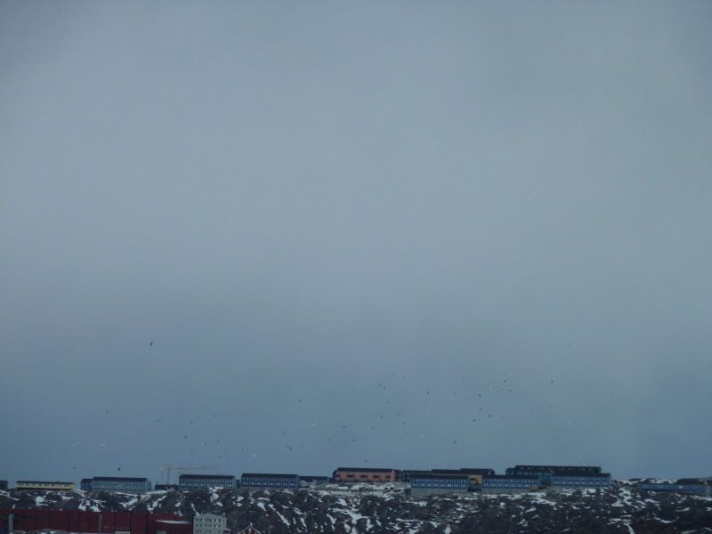 2010-03-28-1326_-_Måger