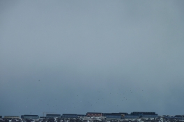 2010-03-28-1326_-_Måger