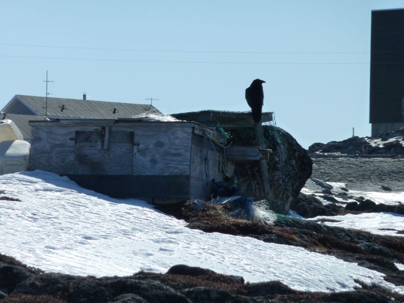 2010-04-09-1258_-_Ravn