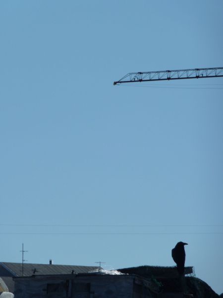 2010-04-09-1258_-_Ravn_2