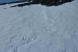 2010-04-15-1246_-_Ryper; Spor