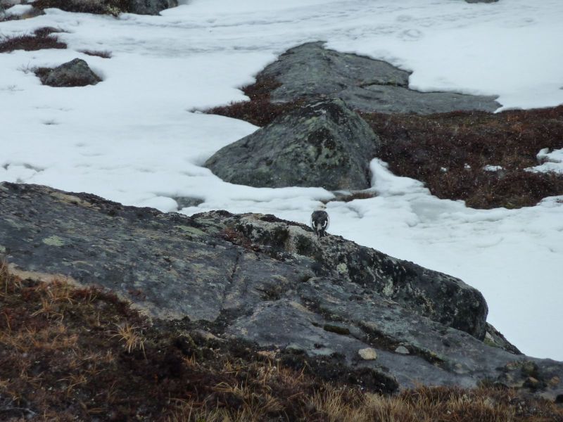 2010-04-13-1215_Gåtur_Snespurv