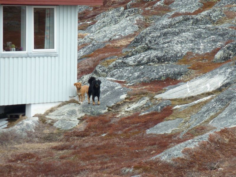 2010-04-28-1203_-_Hund