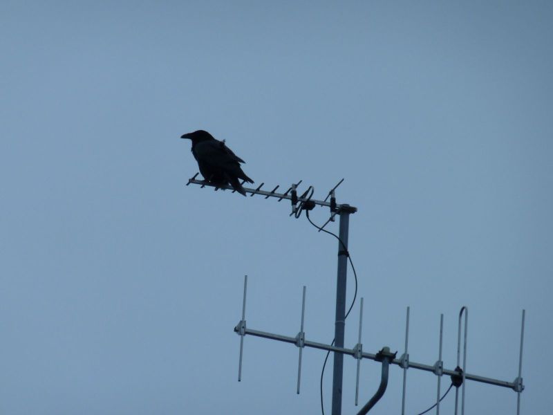 2010-04-28-1213_-_Ravn