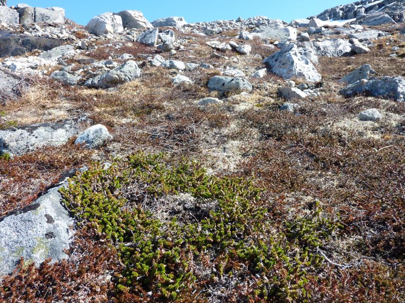 Vegetation i fjeldet