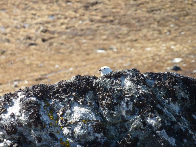 2010-05-06-1233_Gåtur_Snespurv