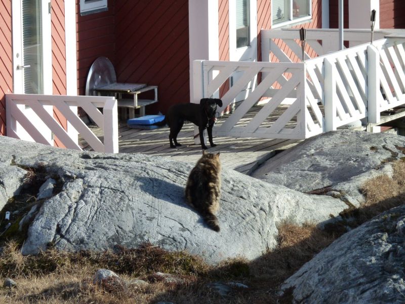2010-05-06-1909_-_Gåtur; Kat; Muku; Nuuk