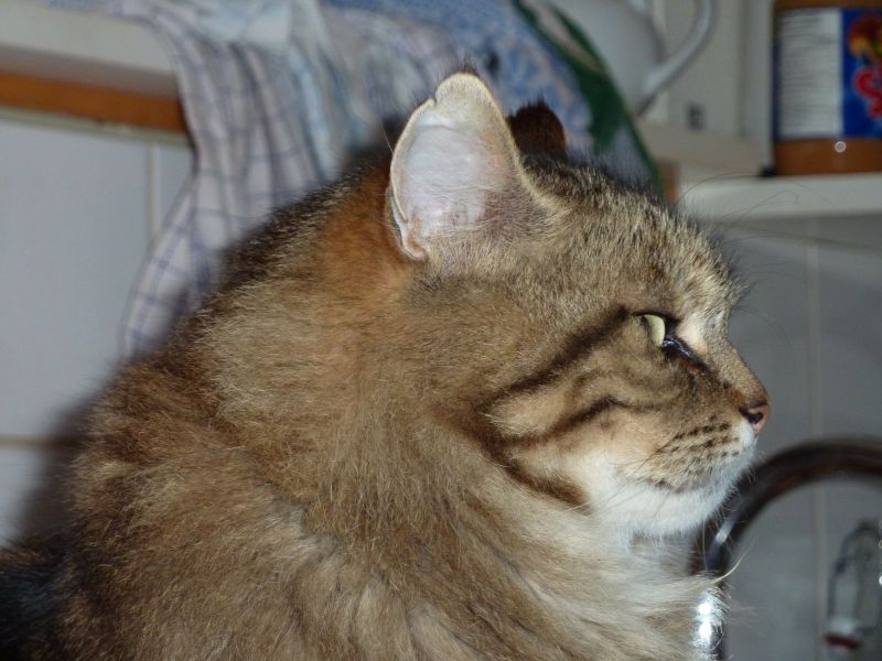 2010-05-06-1959_-_Djanco; Kat; Muku; Nuuk