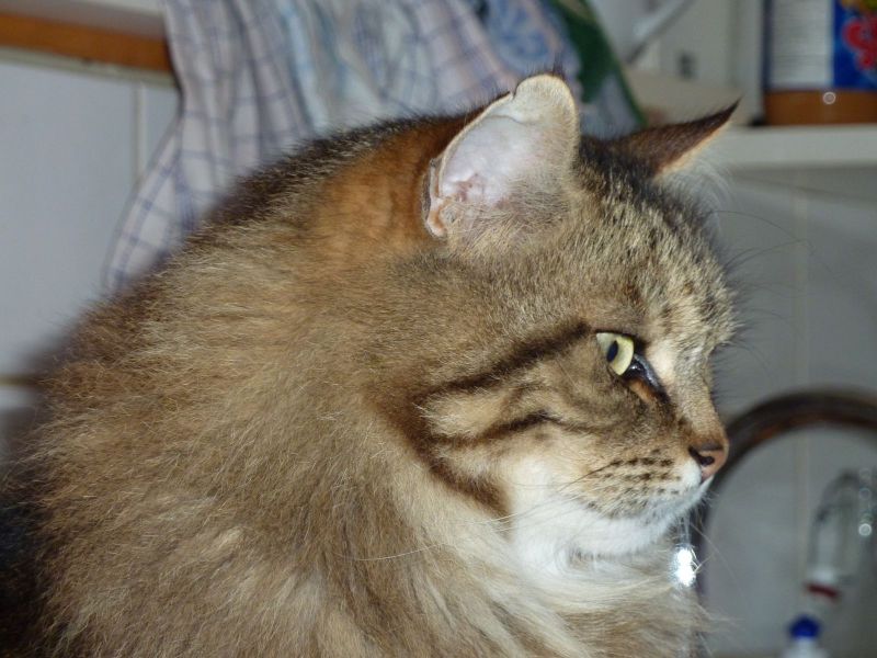 2010-05-06-1959_-_GÃ¥tur; Gåtur; Kat; Muku; Nuuk