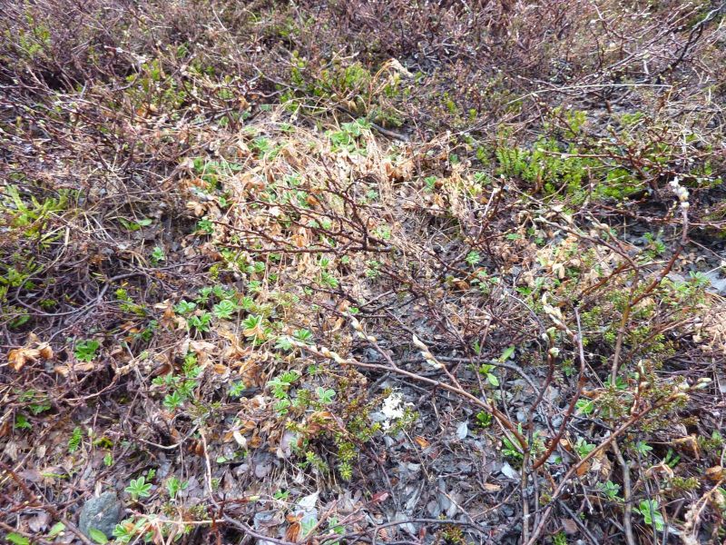 Vegetation i fjeldet