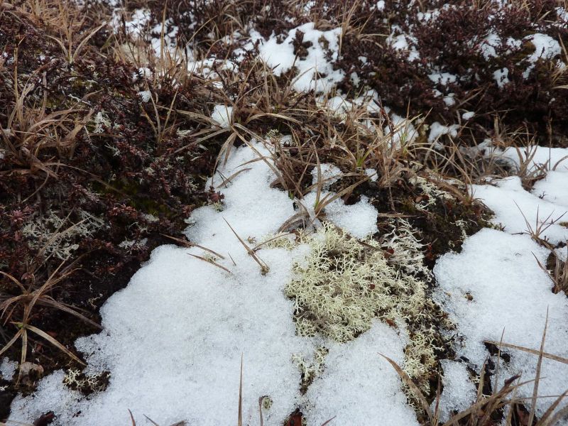 Vegetation i fjeldet