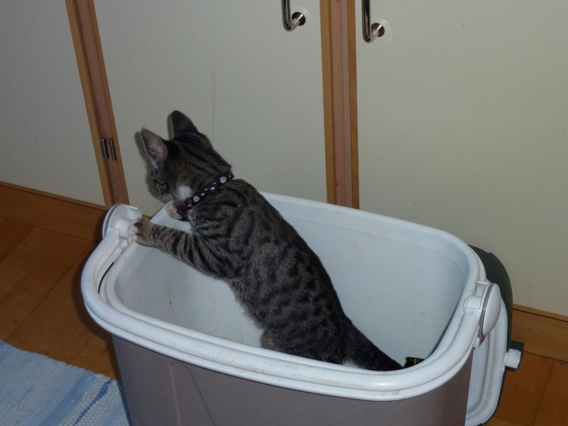 Kat