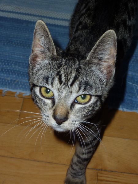 Kat