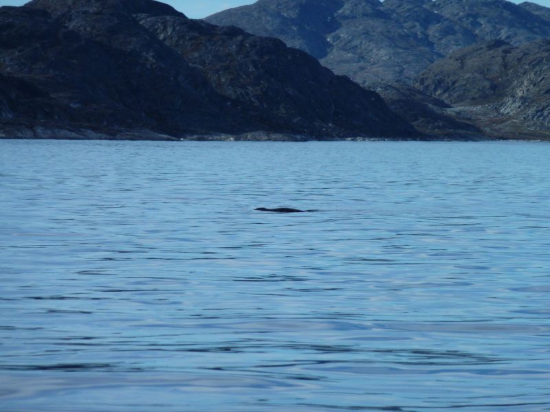 2010-05-24-1816_En sæl i vandet_Hval