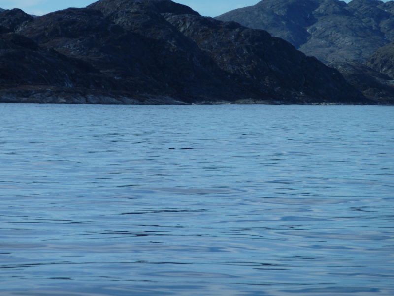 2010-05-24-1816_En sæl i vandet_Sæl