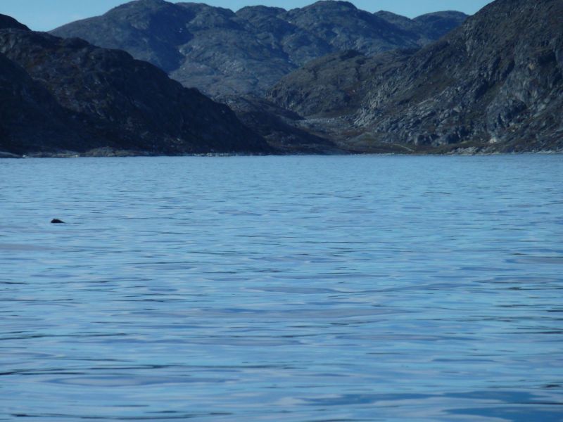 2010-05-24-1816_En sæl i vandet_Sæl_3