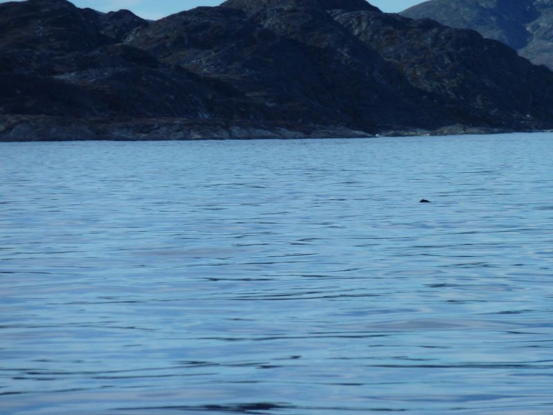 2010-05-24-1816_En sæl i vandet_Sæl_4