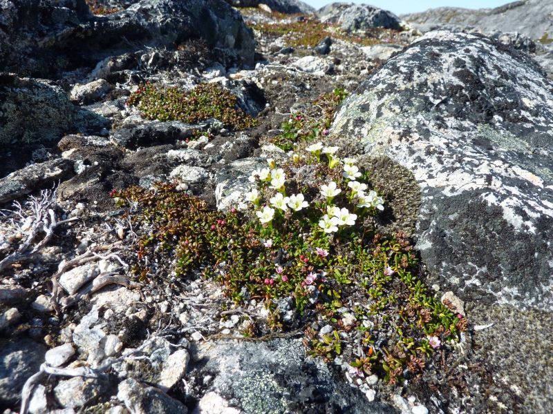 Vegetation i fjeldet