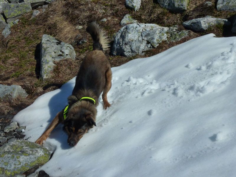 2010-05-27-1227_-_Djanco