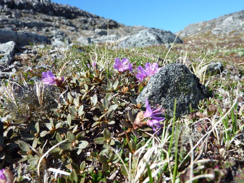 Blomster